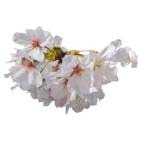 ゆふなぎのプロフィール画像