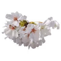 ゆふなぎのロゴ